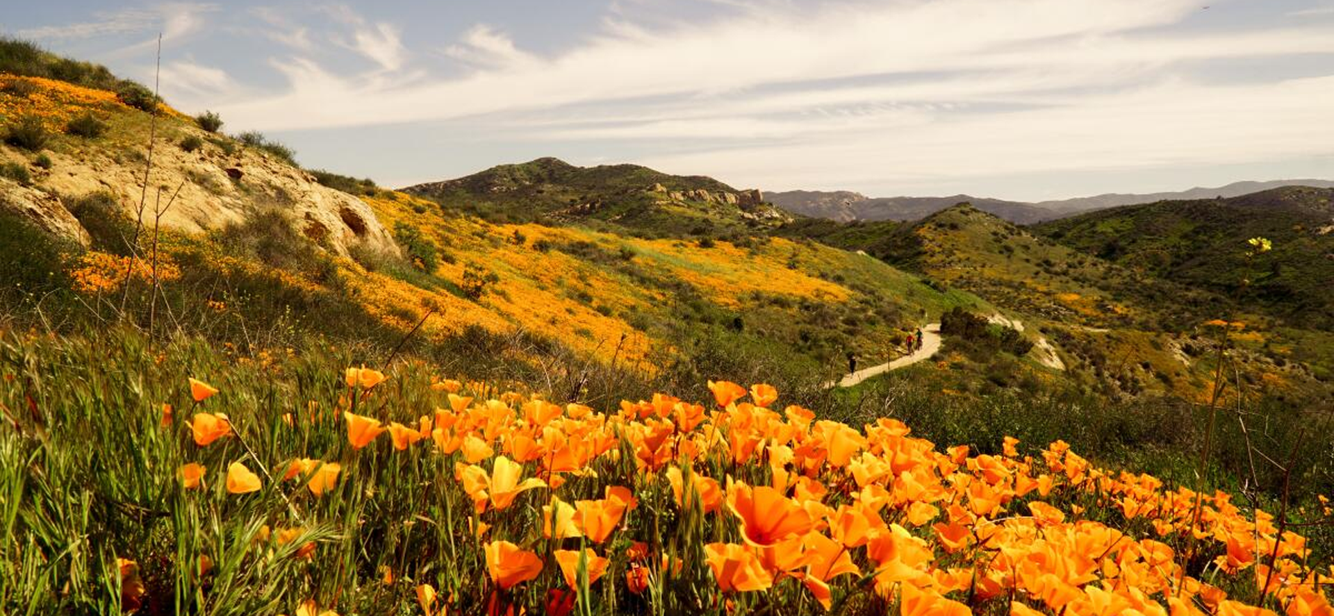 Discover Stunning Art Prints_ Mariposa, Summer Mountains, White Roses, and Summer Grove